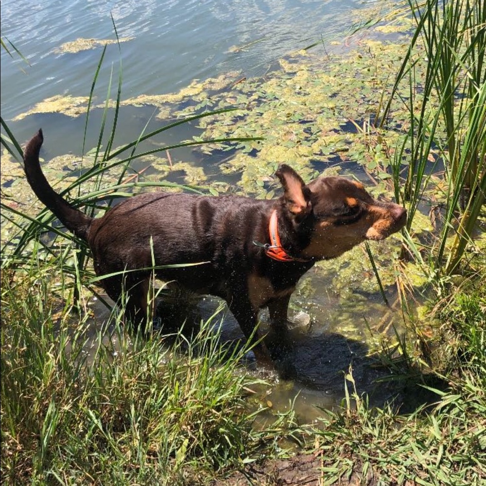 Meet your Posher, Dan